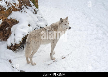 Tundra Wolf auf dem Schnee Stockfoto