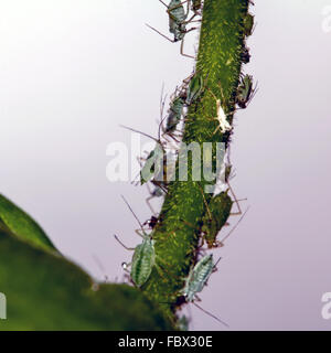 Blattläuse auf einem Pflanzenstängel Stockfoto