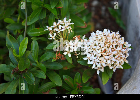 weiße Ixora Coccinea Blume Stockfoto