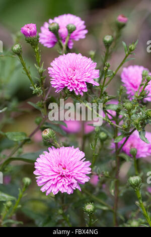 Aster Novi-Belgii "Patricia Ballard" blüht. Stockfoto