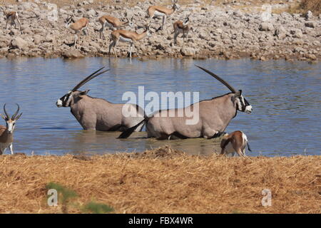 Oryx-Antilope Stockfoto