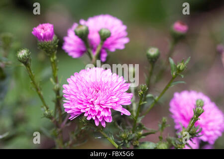 Aster Novi-Belgii "Patricia Ballard" blüht. Stockfoto