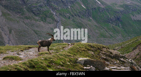 Steinbock - Ochsental - Silvretta Stockfoto