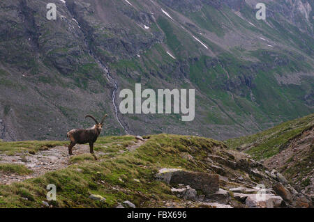 Steinbock - Ochsental - Silvretta Stockfoto