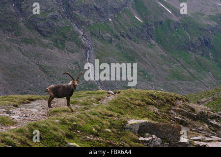 Steinbock - Ochsental - Silvretta Stockfoto