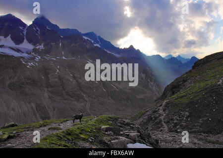 Alpine Ibex Sonnenstrahlen und Wolken - Silvretta Stockfoto