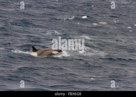 Orca oder schwarze Fische verletzen Gewässern der Antarktis mit Eisschollen öffnen. Stockfoto