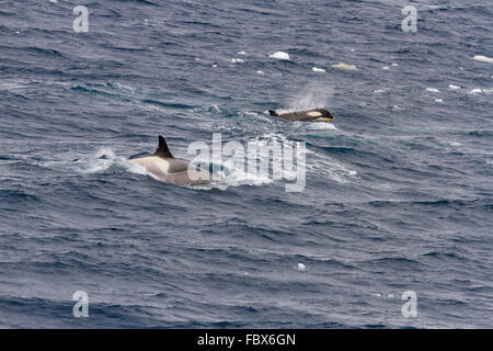 Orca mit Kalb in offenen Gewässern der Antarktis. Stockfoto