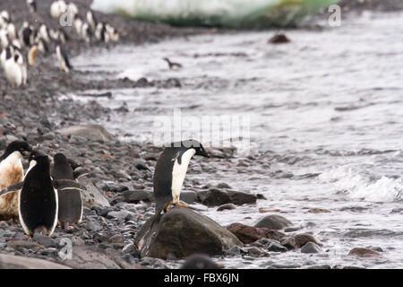 Erwachsenen Adelie Pinguin auf Felsen am Rand des Wassers zu springen bereit steht. Stockfoto