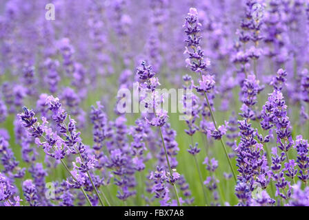 Lavendel Stockfoto