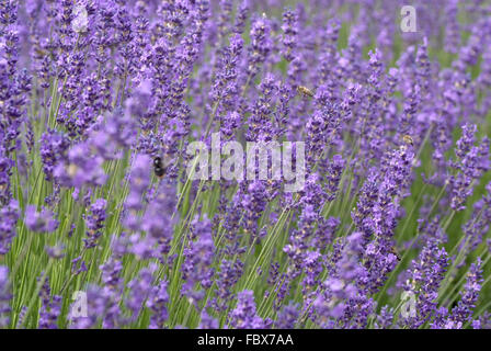 Lavendel Stockfoto