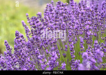 Lavendel Stockfoto