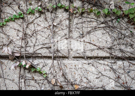 grüne Ranke an Betonblock Wand Stockfoto