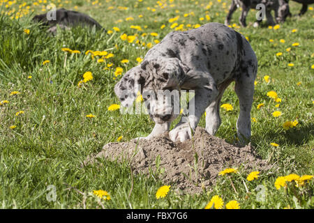 Deutsche Dogge Welpe Hund Graben Stockfoto