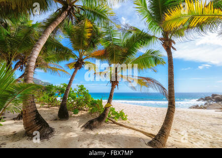 Schöne Palmen am sonnigen Tag am tropischen Strand Stockfoto