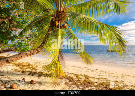 Schönen sonnigen Tag am tropischen Strand mit Palme Stockfoto