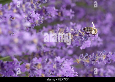 Lavendel Stockfoto