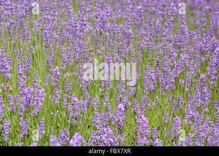 Lavendel Stockfoto