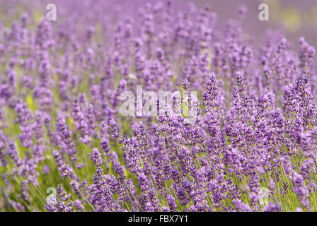 Lavendel Stockfoto
