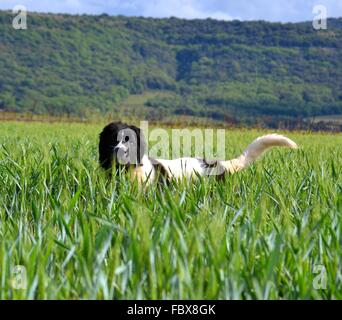 Landseer, Landseer Hund, Neufundland, Welpen, Wasserarbeit, Wasser, Hund, Rasse Landseer, Rasse, Liebe, Frohe Weihnachten, Ball Stockfoto