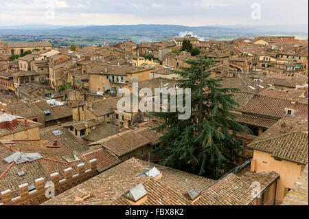 Blick hinunter auf Häuser und einen Baum in der alten Stadt von Siena, Toskana, Italien Stockfoto