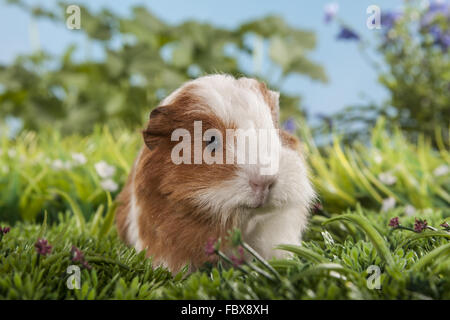 kleine Schweizer Teddy Meerschweinchen Stockfoto