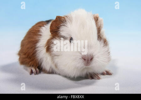 Meerschweinchen Baby liegend Stockfoto