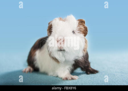 Meerschweinchen frontal sitzen Stockfoto