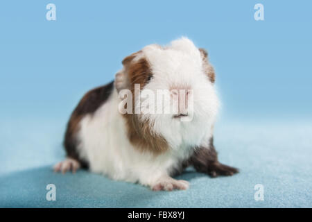 Meerschweinchen-Baby-studio Stockfoto