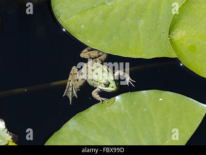 Waterfrog in einem Teich zwischen Seerosen Stockfoto