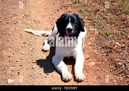 Landseer, Landseer Hund, Neufundland, Welpen, Wasserarbeit, Wasser, Hund, Rasse Landseer, Rasse, Liebe, Frohe Weihnachten, Ball Stockfoto