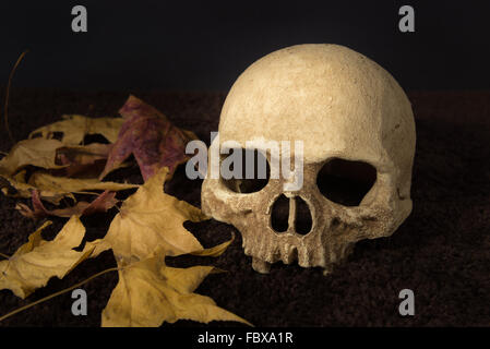 Stillleben dunklen Ton menschlicher Schädel und Herbst Blatt Stockfoto