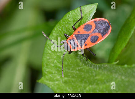 Eine firebug Stockfoto