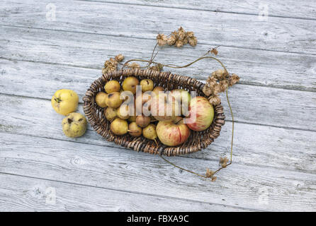 Korb mit Wildfrüchten Stockfoto