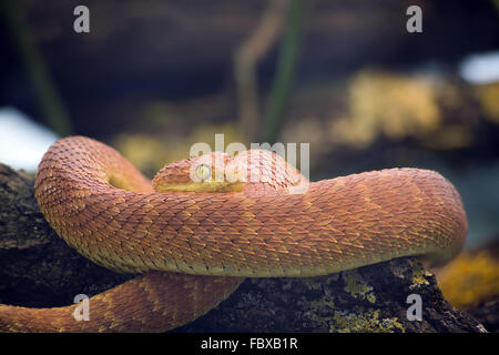 Grünen Busch Viper Stockfoto