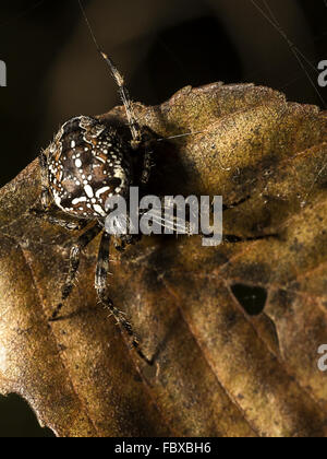 Araneus diadematus Stockfoto