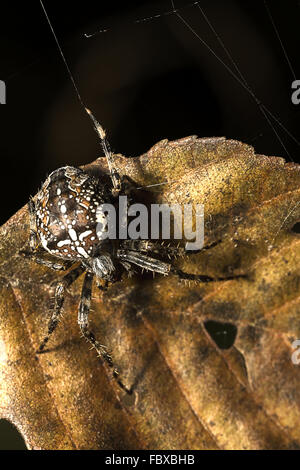 Araneus diadematus Stockfoto