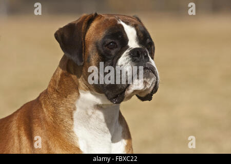 Boxer Hund Portrait Stockfoto