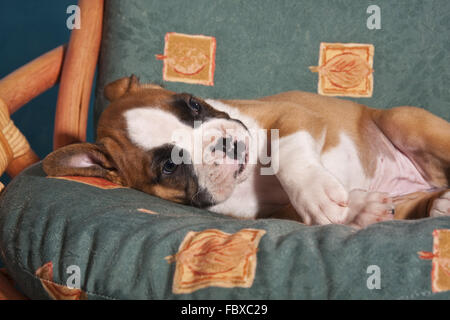 Boxer-Hund-Welpe liegend in einem Stuhl Stockfoto