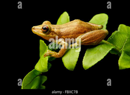 Rot-snouted Treefrog (Scinax Ruber), Treefrog Familie (Hylidae), Choco Wald, Ecuador Stockfoto