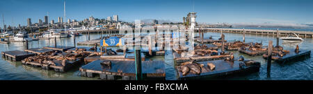 Seelöwen am Pier 39 Panorama Stockfoto
