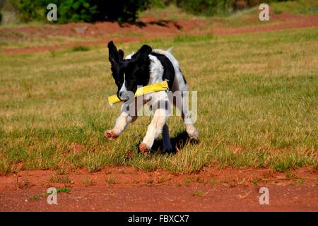 Landseer, Landseer Hund, Neufundland, Welpen, Wasserarbeit, Wasser, Hund, Rasse Landseer, Rasse, Liebe, Frohe Weihnachten, Ball Stockfoto