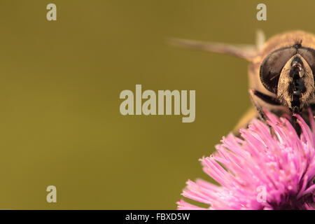 Hoverfly auf einer Distel Stockfoto