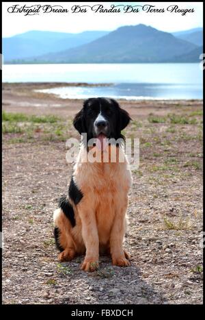 Landseer, Landseer Hund, Neufundland, Welpen, Wasserarbeit, Wasser, Hund, Rasse Landseer, Rasse, Liebe, Frohe Weihnachten, Ball Stockfoto