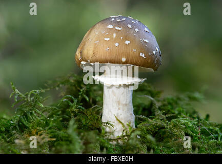 Panther Cap (Amanita Pantherina), Amanita Familie (amanitaceae), symbiotische Pilze, tödlich giftig, Schweiz Stockfoto