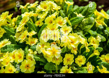 Eine Reihe von Primeln oder Primeln in Devon, England, UK Stockfoto