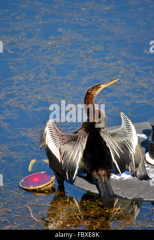 Snakebird lateinischen Namen Anhinga Anhinga Trocknung Federn nach dem Tauchen Stockfoto