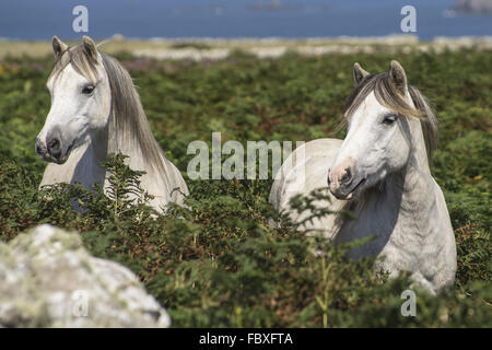 Pferde auf Ramsey Island Stockfoto