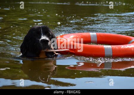 Landseer, Landseer Hund, Neufundland, Welpen, Wasserarbeit, Wasser, Hund, Rasse Landseer, Rasse, Liebe, Frohe Weihnachten, Ball Stockfoto