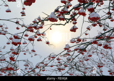 Asche-Beere Zweige unter dem Schnee im winter Stockfoto